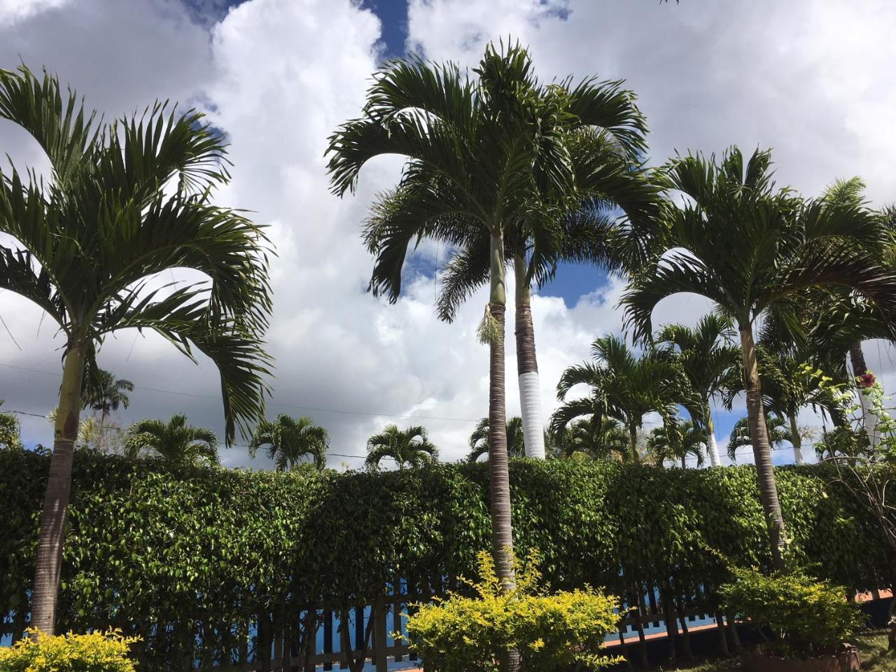 Tropics View Jamaica Hotel Hatfield Eksteriør billede